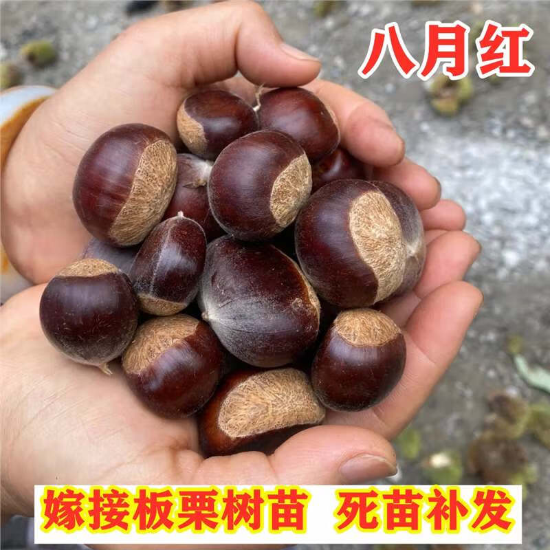 栗子树种植方法