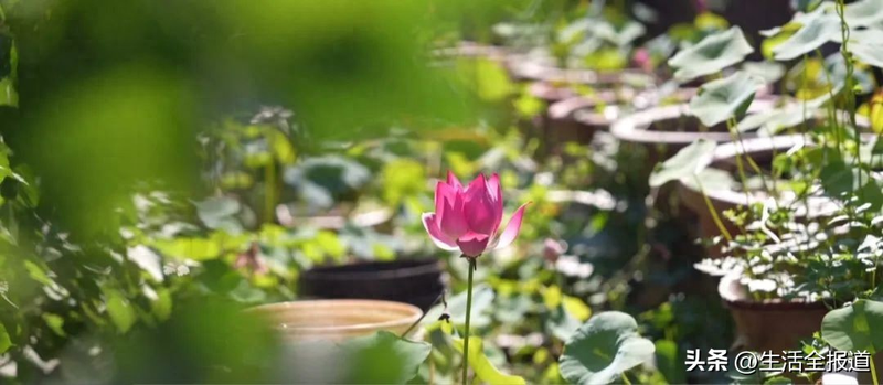 水族缸睡莲的种植方法