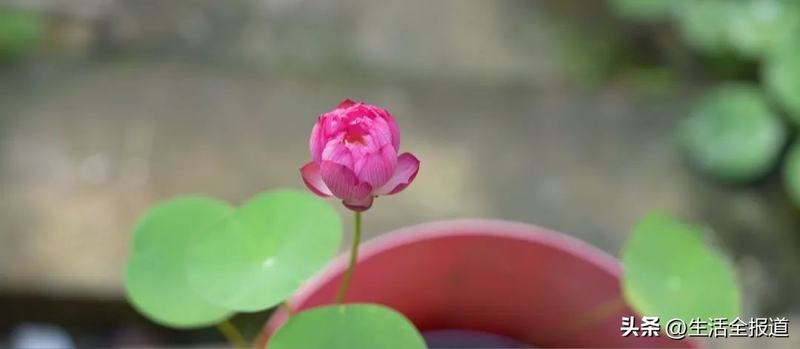 水族缸睡莲的种植方法