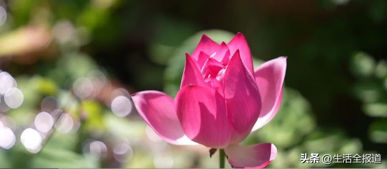 水族缸睡莲的种植方法