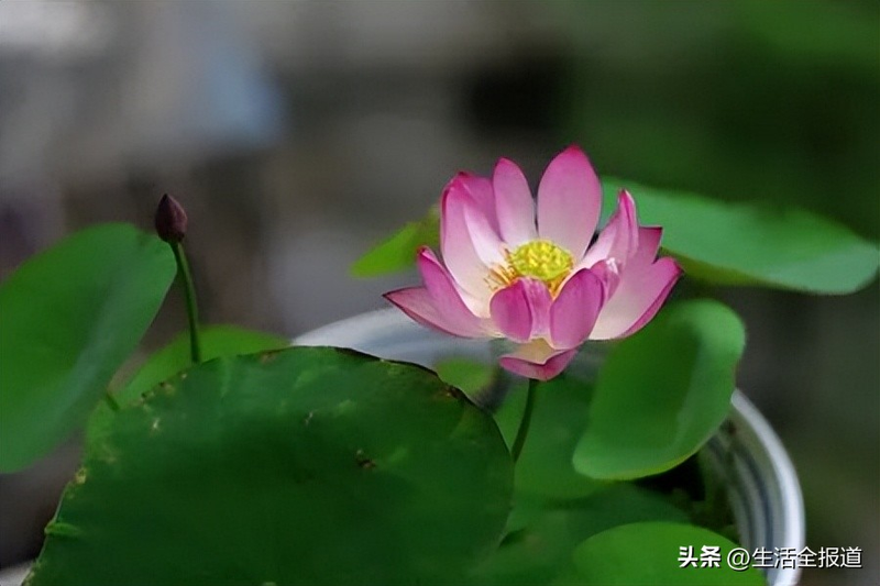 水族缸睡莲的种植方法