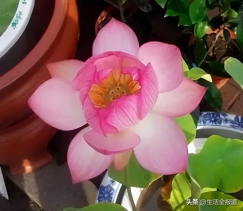 水族缸睡莲的种植方法