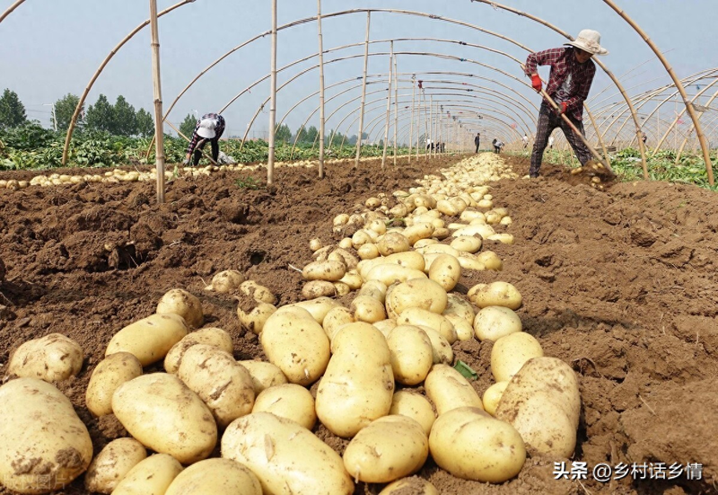 土豆种植方法