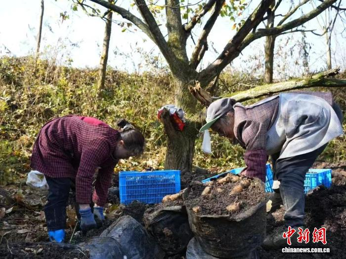 林下天麻种植技术
