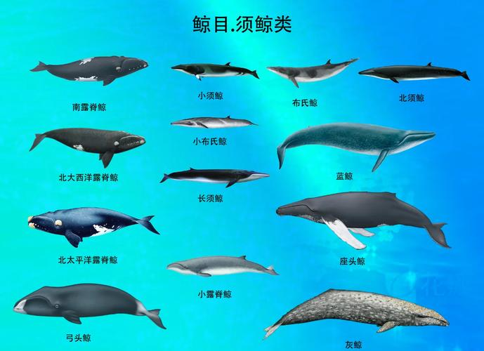 关于蓝鲸的简单特点