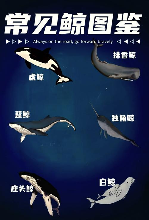 关于蓝鲸的简单特点