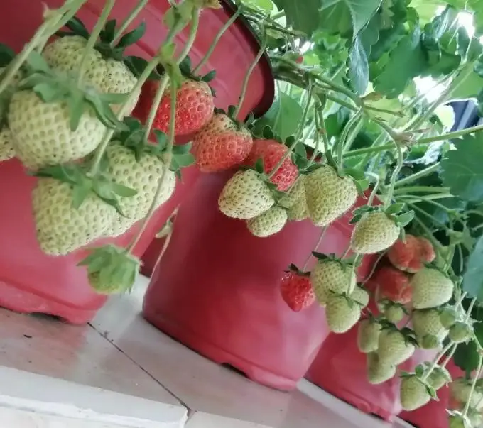 草莓盆栽种子种植方法