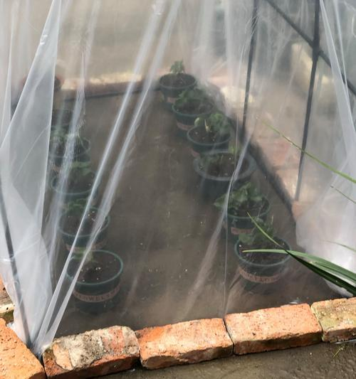 草莓盆栽种子种植方法