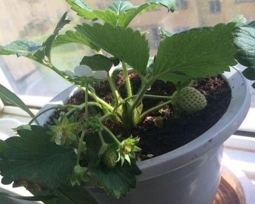 草莓盆栽种子种植方法