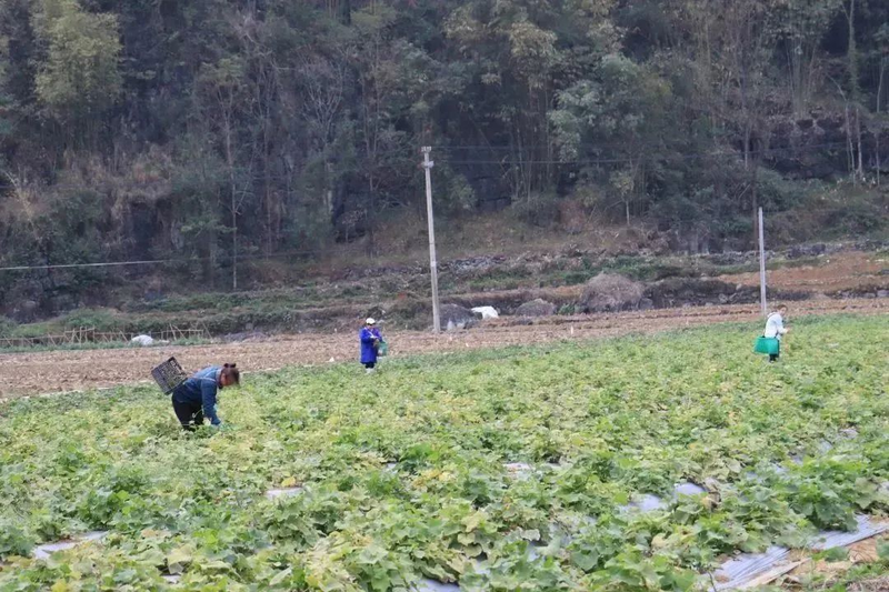 佛手瓜苗种植技术视频