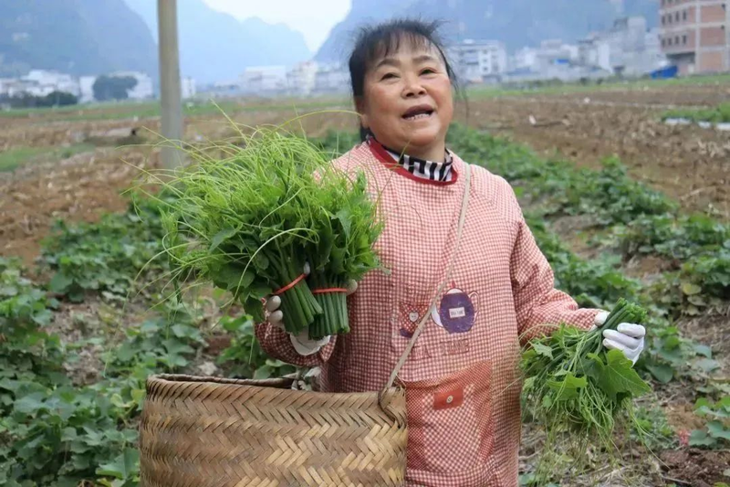 佛手瓜苗种植技术视频