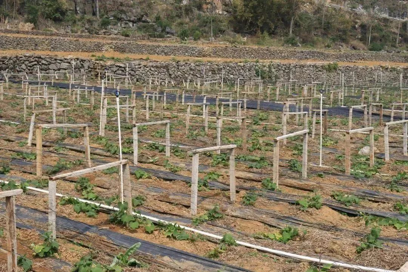 佛手瓜苗种植技术视频