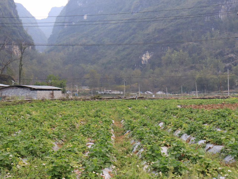 佛手瓜苗种植技术视频