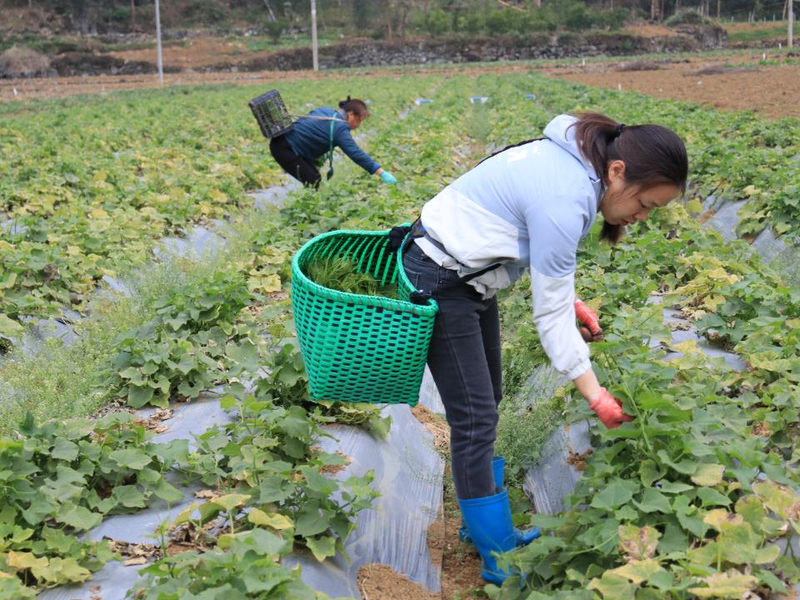 佛手瓜苗种植技术视频