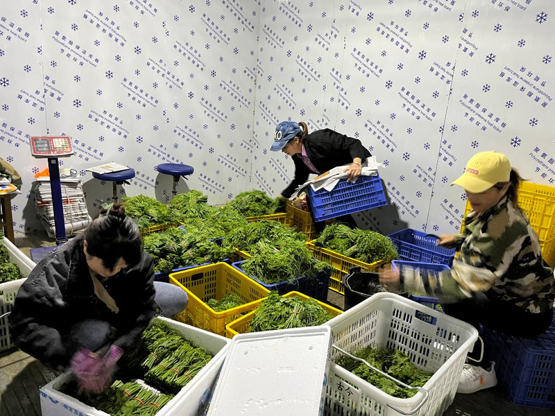 佛手瓜苗种植技术视频