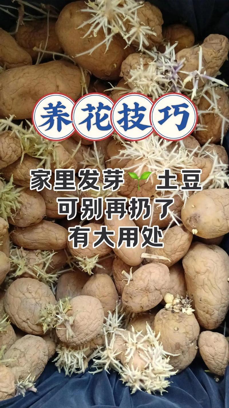 土豆种植方法