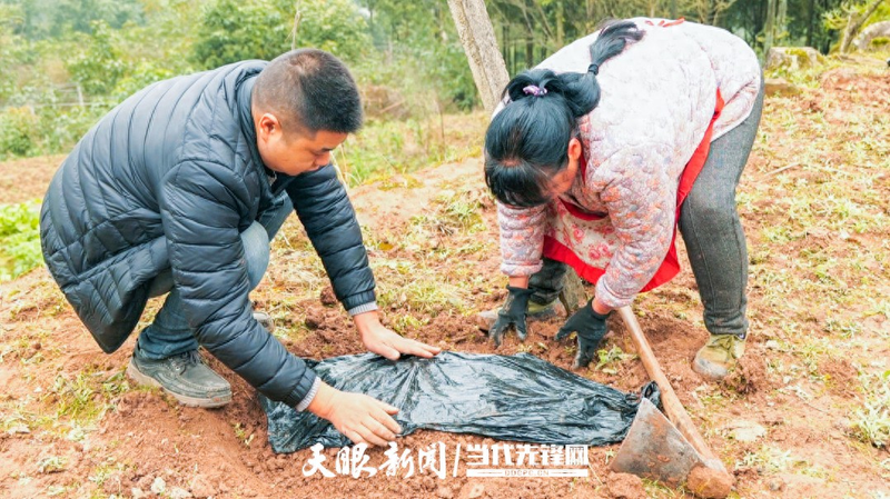 佛手瓜苗种植技术视频