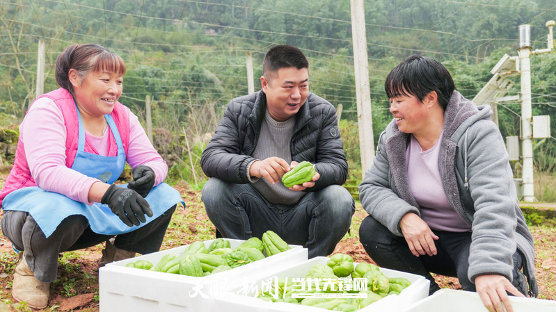 佛手瓜苗种植技术视频
