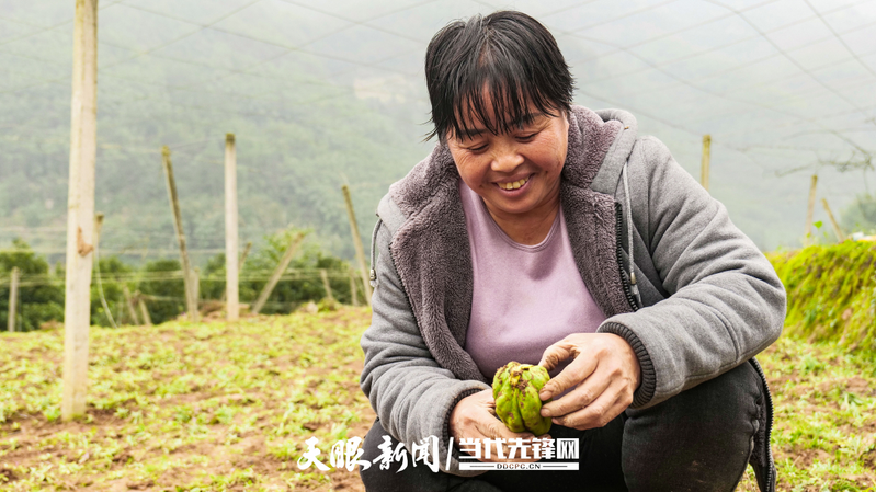佛手瓜苗种植技术视频