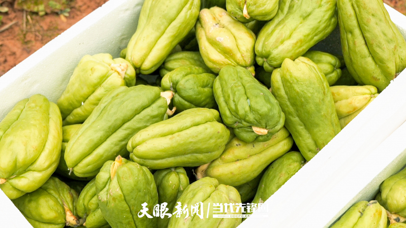 佛手瓜苗种植技术视频