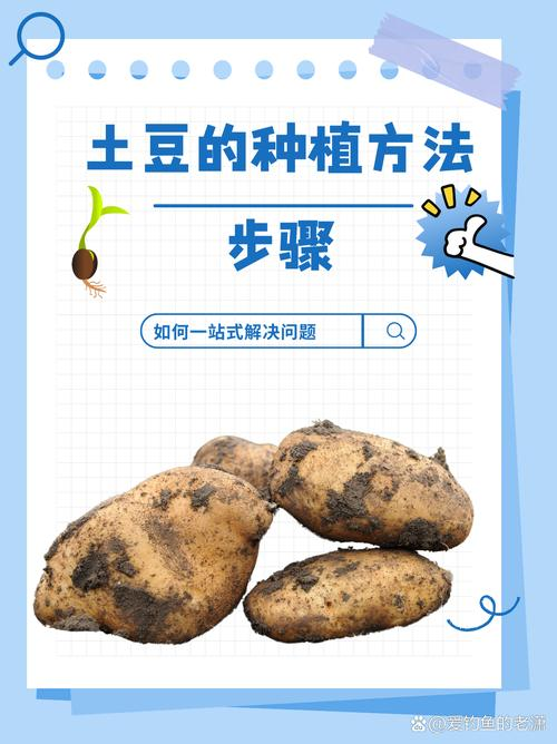 土豆种植方法