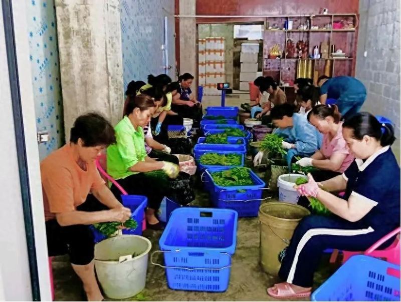 佛手瓜苗种植技术视频