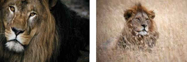 想象力比知识更重要是谁的观点