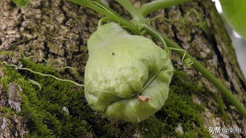 佛手瓜苗种植技术视频