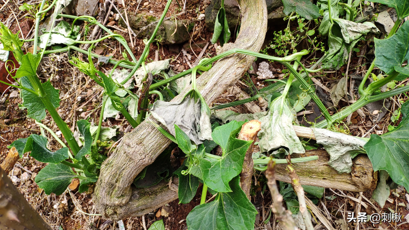 佛手瓜苗种植技术视频