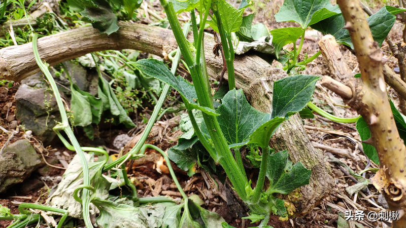 佛手瓜苗种植技术视频