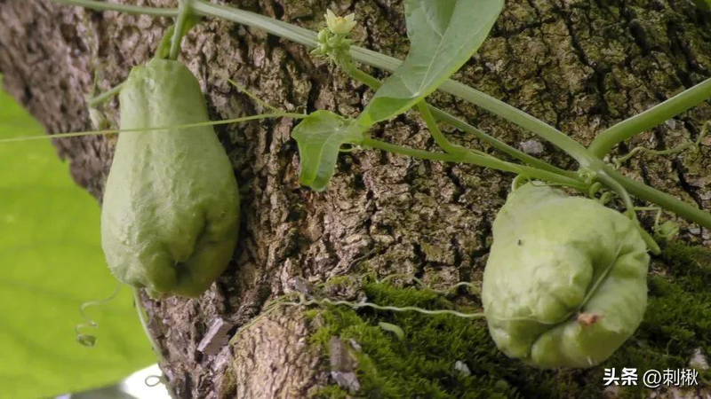 佛手瓜苗种植技术视频