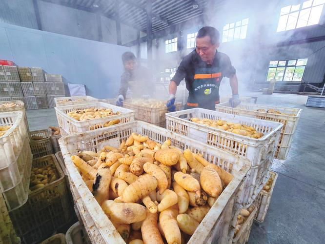 林下天麻种植技术