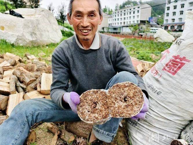 林下天麻种植技术
