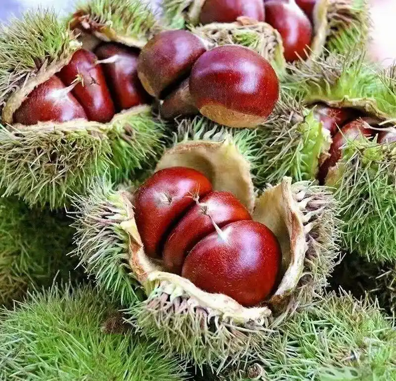 栗子树种植方法