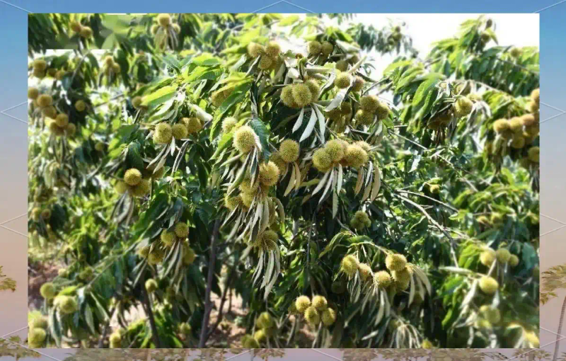 栗子树种植方法