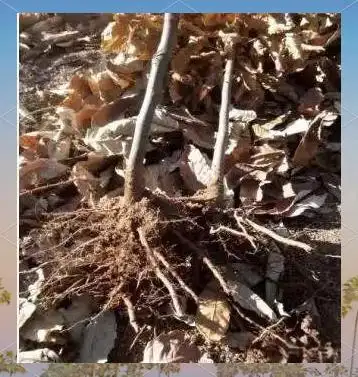 栗子树种植方法