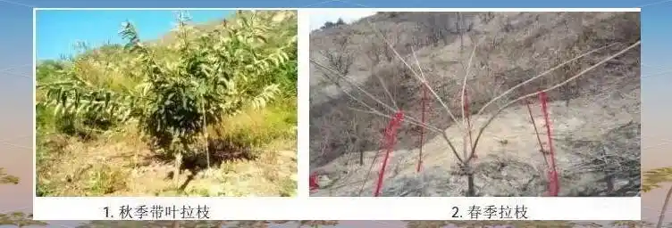 栗子树种植方法