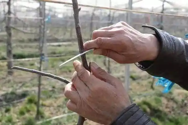 栗子树种植方法