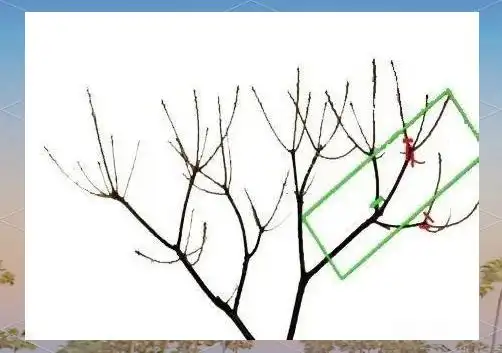 栗子树种植方法