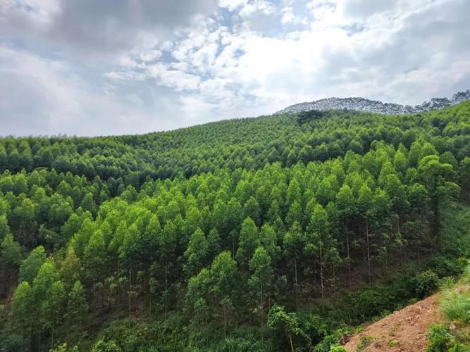 速生桉树种植技术
