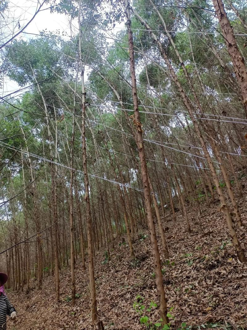 速生桉树种植技术