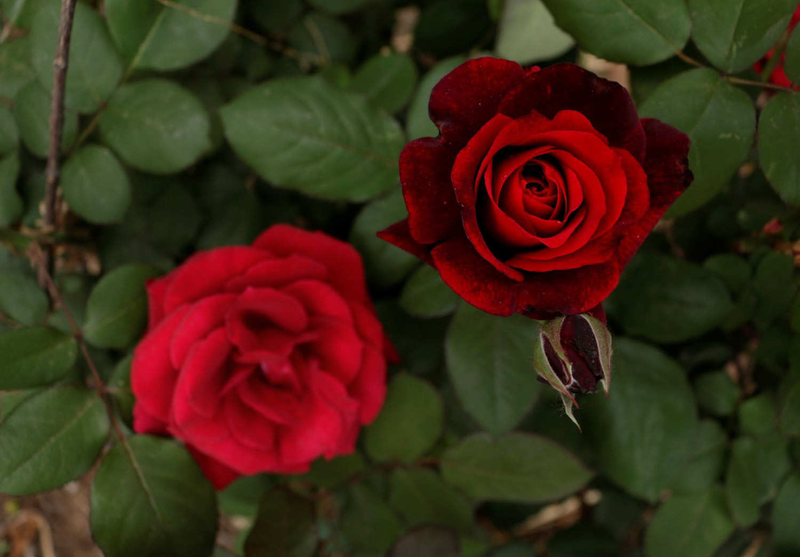 月季花的种植方法
