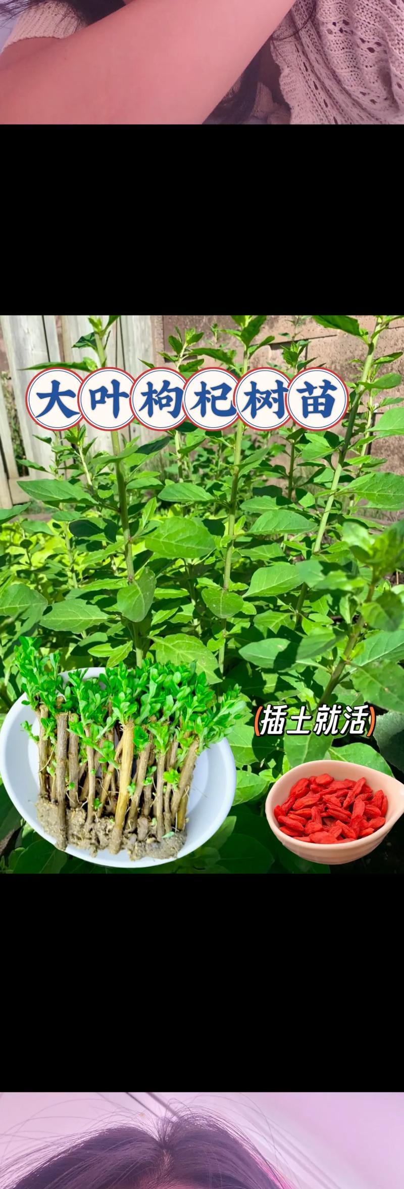 枸杞子树种植技术