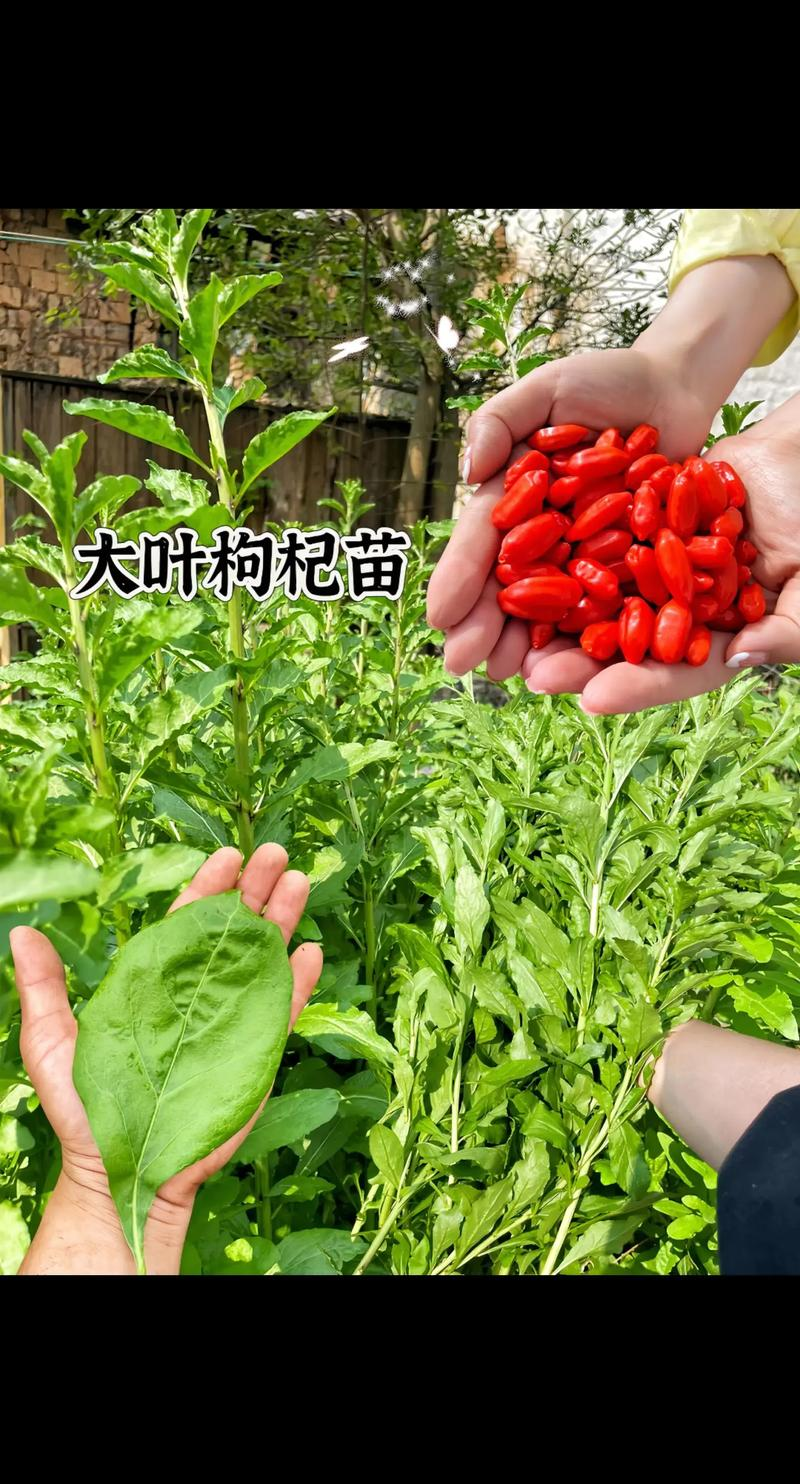 枸杞子树种植技术
