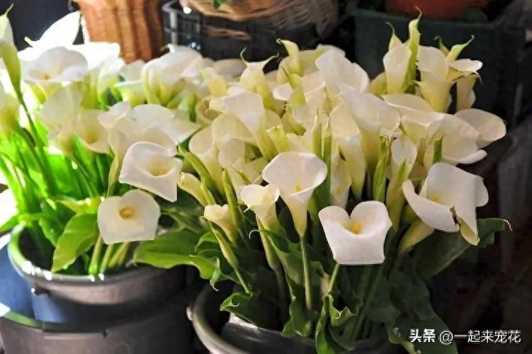 水族缸睡莲的种植方法