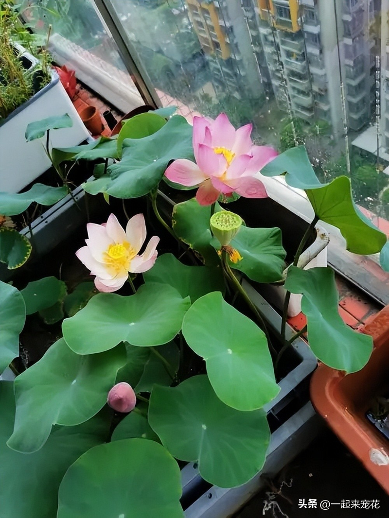 水族缸睡莲的种植方法