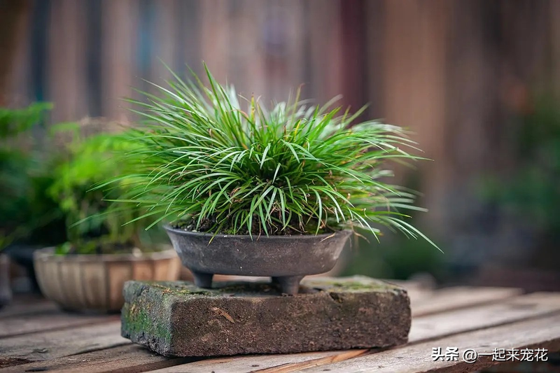 水族缸睡莲的种植方法