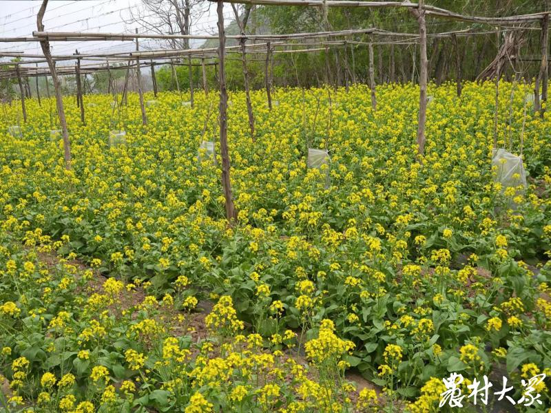 佛手瓜苗种植技术视频