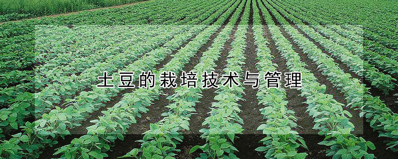 土豆种植方法