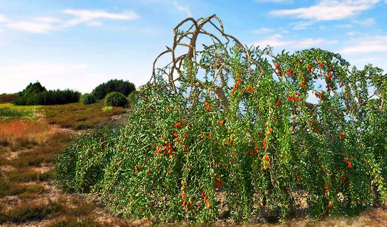 枸杞子树种植技术